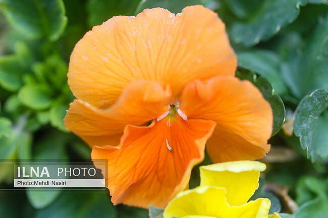 گلهای بهاری