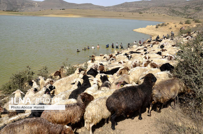 آیین سنتی مالشوران (شستن گوسفندان) در کلیشم رودبار گیلان‎
