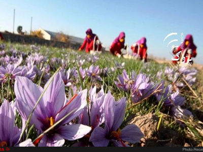 انجام کشت مکانیزه زعفران در مزارع کشاورزی شهرستان بوئین زهرا