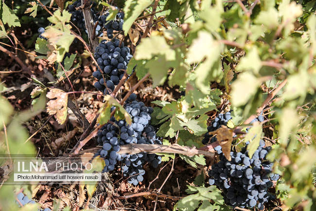 برداشت  انگور سیاه در کردستان 