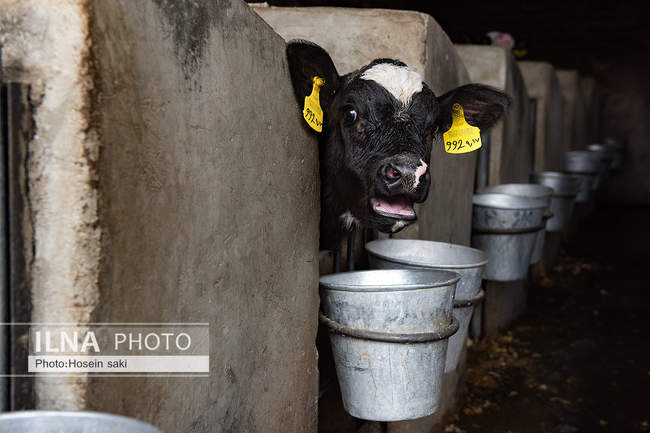خودکفایی در تولید شیر با تلیسه نمونه