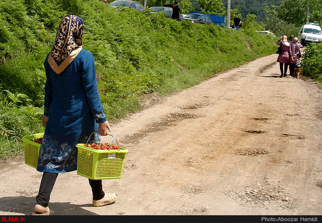 برداشت توت فرنگی در روستای سی دشت رودبار گیلان