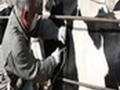 ۲۷ هزار راس دام سبک و سنگین گیلان خون‌گیری شدند