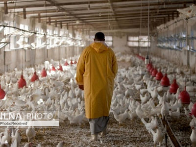 ماجرای خفه کردن مرغ‌ها با گاز در مرغداری‌ها چه بود؟