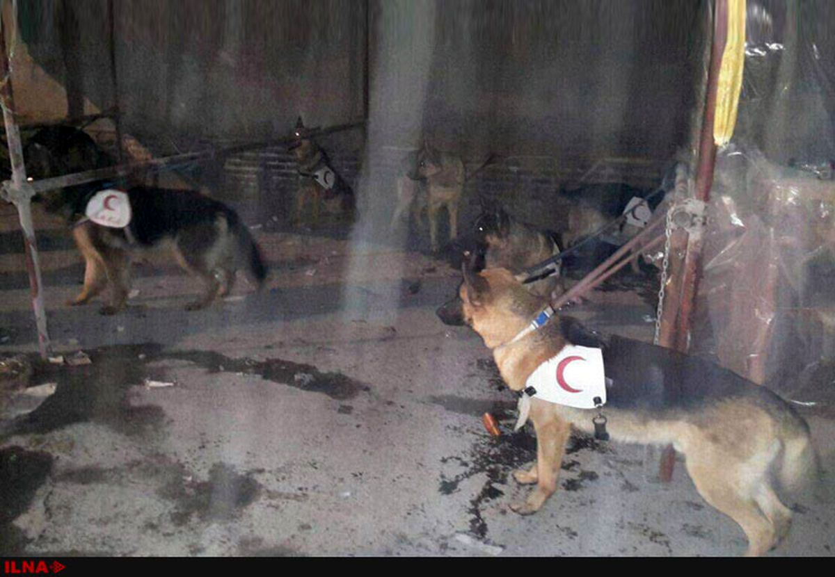 سگ‌های زنده‌یاب وارد پلاسکو شدند