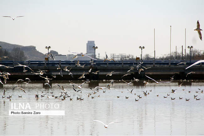 پرندگان مهاجرکاکایی درشیراز