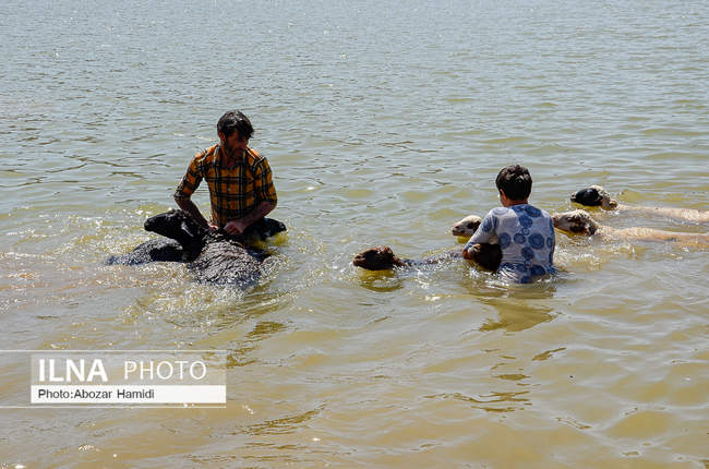 آئین سنتی مالشوران در کلیشم عمارلوری گیلان 