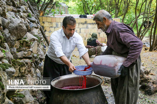 برداشت دانه‌های سرخ انار در اورامان