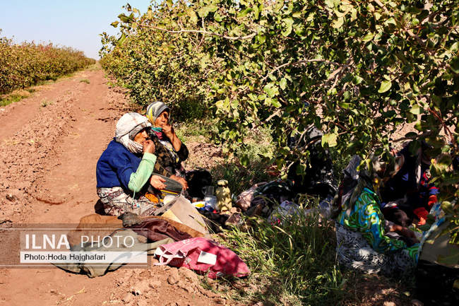 برداشت پسته از باغات نیشابور
