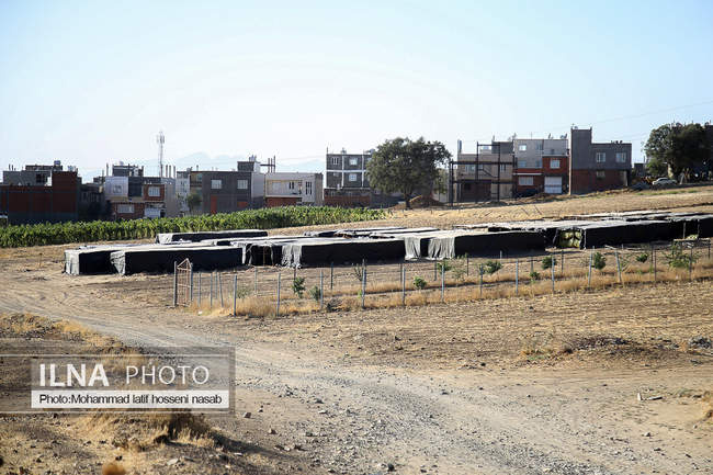  برداشت توتون در دشت های مریوان