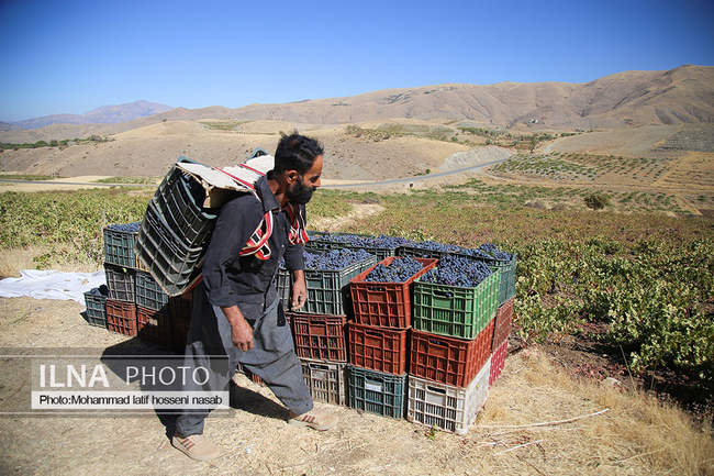 برداشت انور طلای سیاه در کردستان روستای پایگلان 