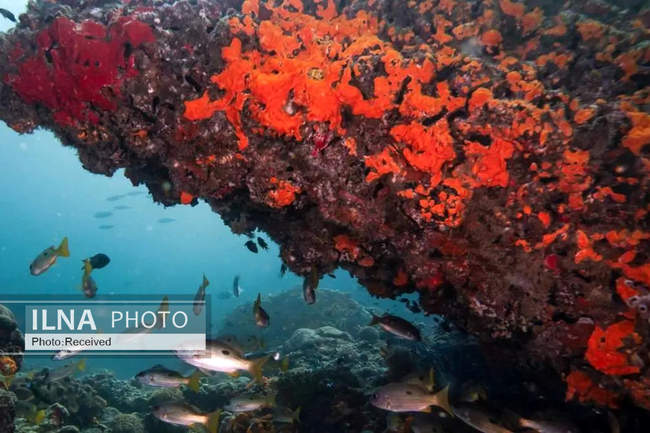 بهشت مرجانی در اعماق دریای عمان 