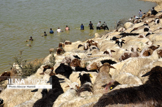آیین سنتی مالشوران (شستن گوسفندان) در کلیشم رودبار گیلان‎