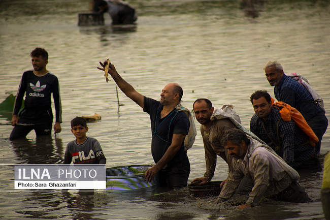 مراسم چپی زنی و قرق شکنی در آبندان رودبست بابلسر