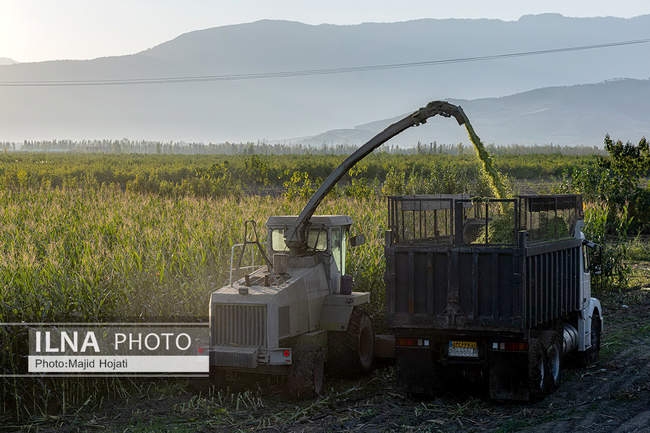 از مزرعه تا صنایع تبدیلی