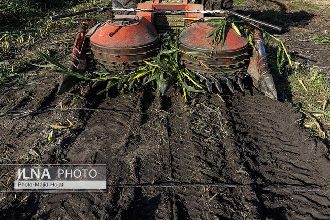از مزرعه تا صنایع تبدیلی