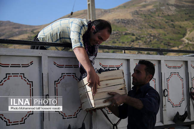 آغاز برداشت انگور سیاه در کردستان  - روستای پایگلان در شهرستان سروآبا