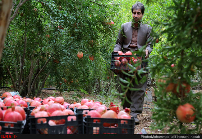 برداشت یاقوت های سرخ از باغات هورامان