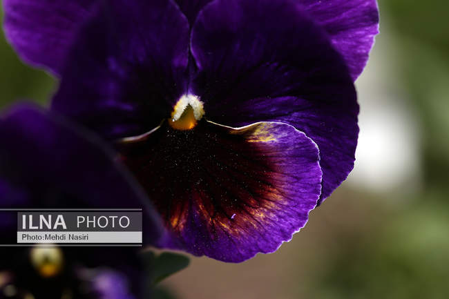 شکوفه های بهاری