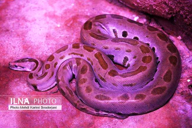 باغ خزندگان اصفهان مکانی جذاب و متفاوت 