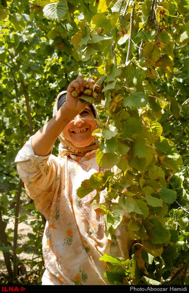 برداشت فندق در رودبار گیلان