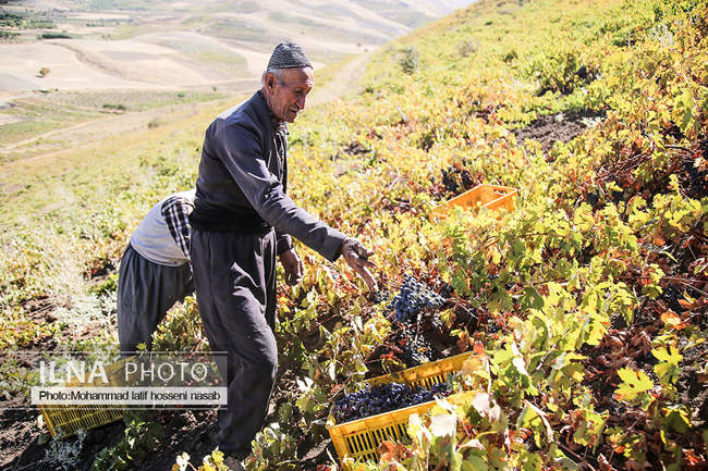 برداشت انور طلای سیاه در کردستان روستای پایگلان 