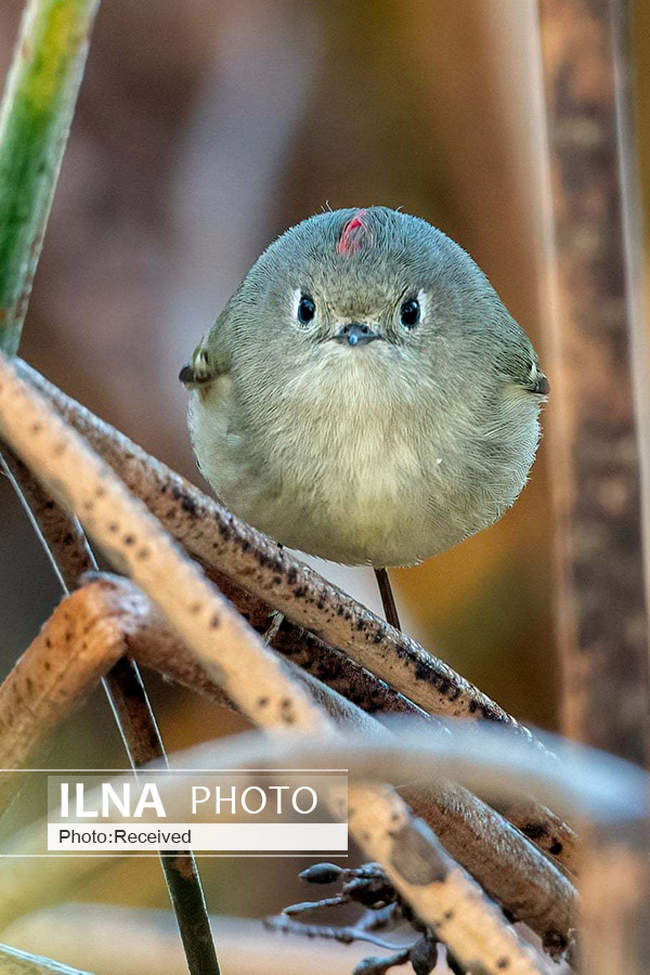 مسابقه عکاسی کمدی حیات وحش 