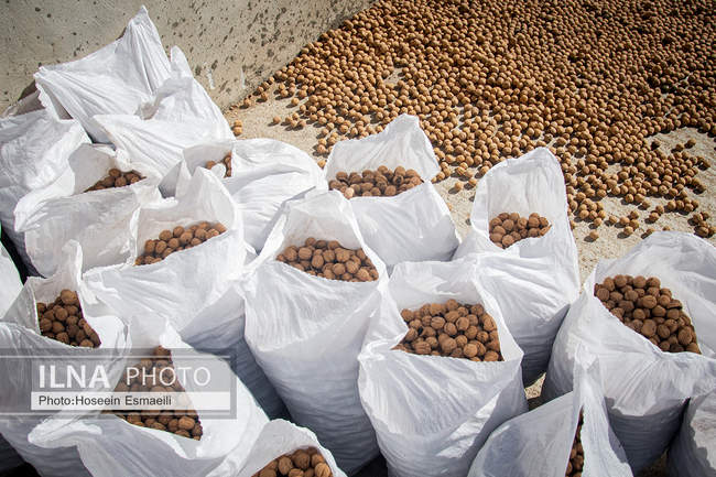 برداشت گردو اصلاح شده با دستگاه مکانیزه 