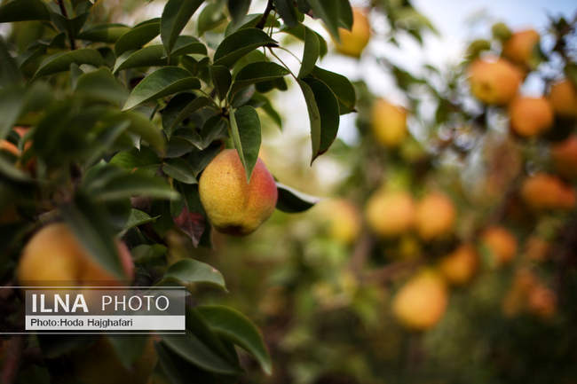 برداشت گلابی از باغات چناران