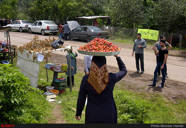 برداشت توت فرنگی در روستای سی دشت رودبار گیلان