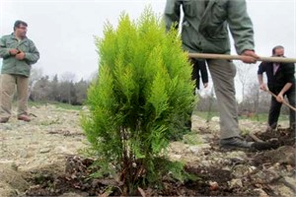 کاشت ۳۰۰ هزار اصله نهال  درخت در شهر تبریز