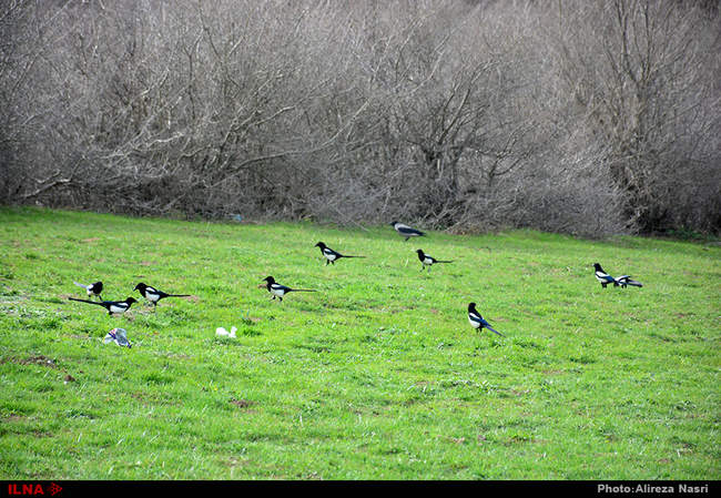 ایران زیبا/ روستای داماش 