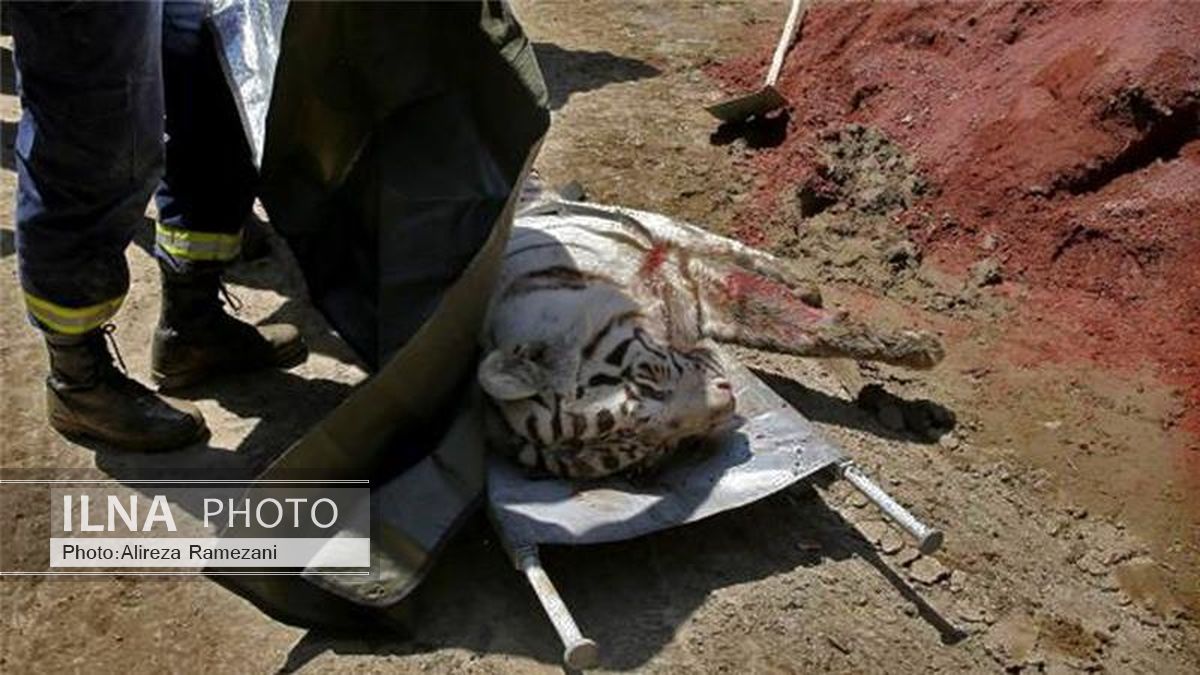 ببر فرار کرده از باغ‌وحش یک نفر را کشت