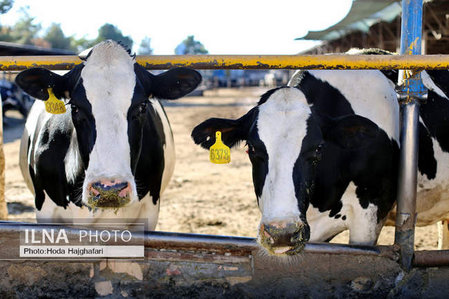 تولید در مسیر پیشرفت مناطق محروم
