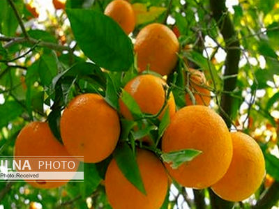 پرتقال و نارنگی استان از آفت مگس مدیترانه‌ای مصون مانده است
