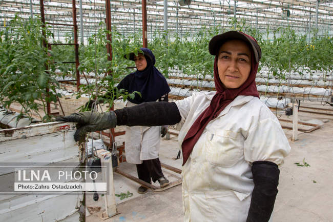 دشت ناز بزرگترین واحد کشت و صنعت مدرن در شمال کشور 