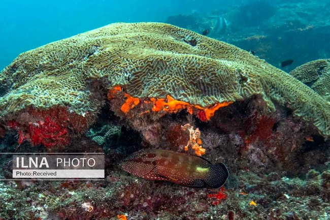 بهشت مرجانی در اعماق دریای عمان