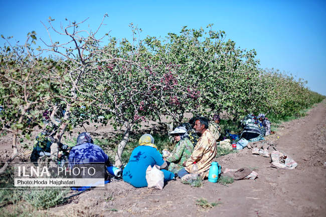 برداشت پسته از باغات نیشابور
