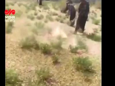هجوم ملخ‌ها به روستای چاه‌زول شهرستان مرزی خواف در خراسان رضوی + فیلم