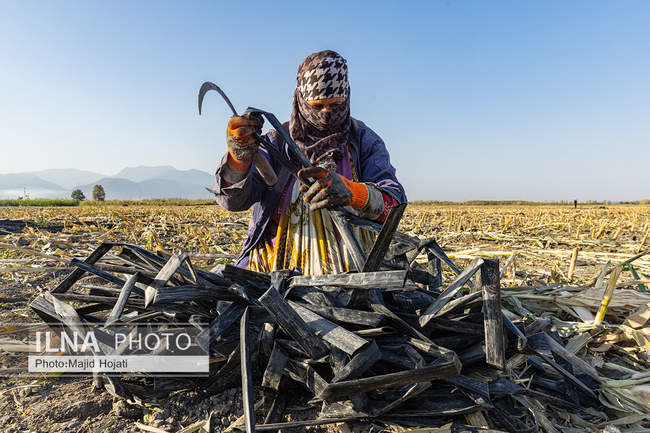 از مزرعه تا صنایع تبدیلی