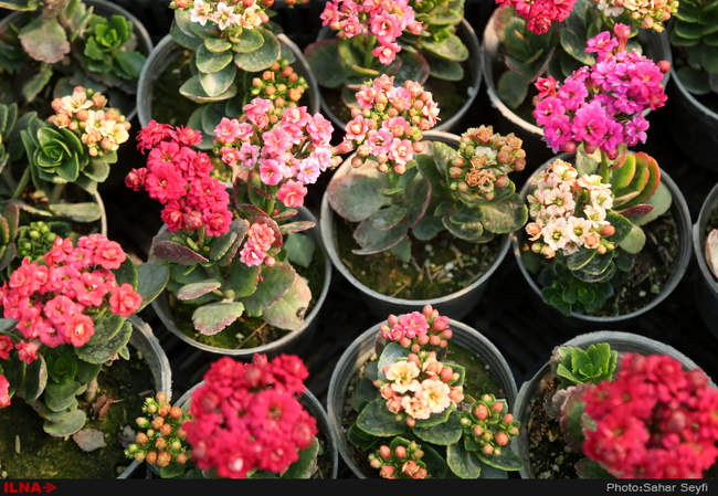 بازار گل و گیاه تهران در آستانه نوروز