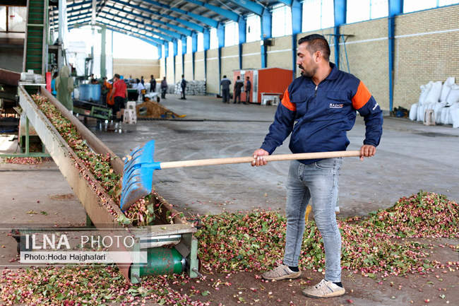 برداشت پسته از باغات نیشابور