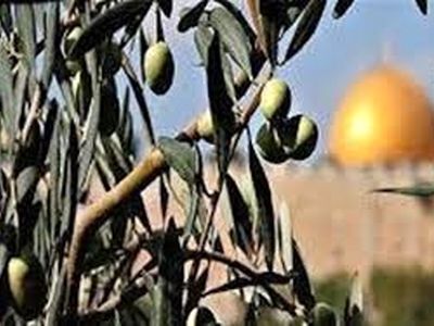 باغ‌های زیتون فلسطین رنگ خون گرفت +فیلم