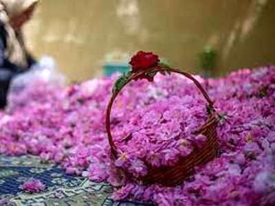 پیش بینی افزایش 12 درصدی تولید گل محمدی در شهرستان خمین