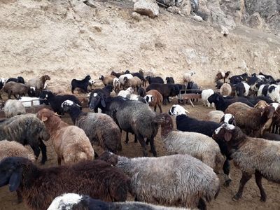 شرایط سخت عشایر کهگیلویه و بویراحمد برای تهیه نهاده‌های دامی به قیمت گزاف/به عشایر تسهیلات 4 درصدی و دراز مدت بدهند 