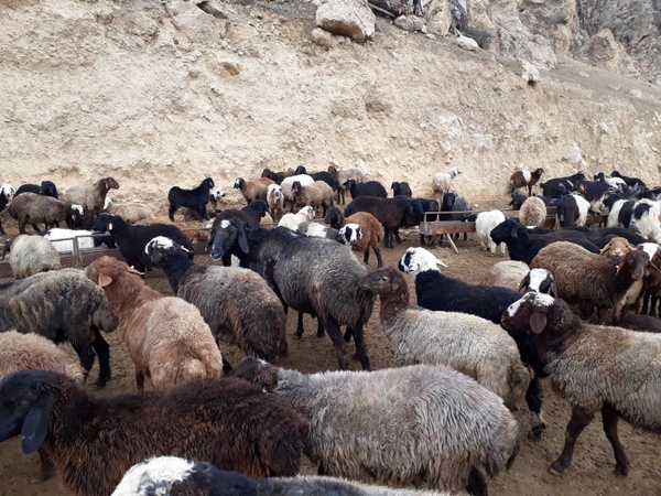 اولین محموله دام زنده به کویت صادر شد/ خشکسالی تغذیه دستی را تشدید کرد/ شرکت پشتیبانی امور دام مطالبات دامداران را پرداخت نمی‌کند 