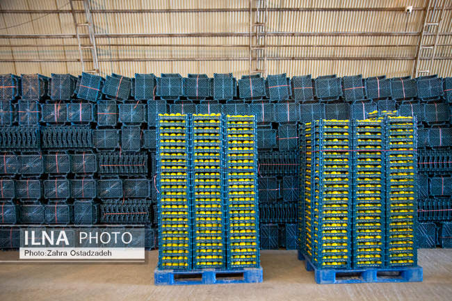 دشت ناز بزرگترین واحد کشت و صنعت مدرن در شمال کشور 