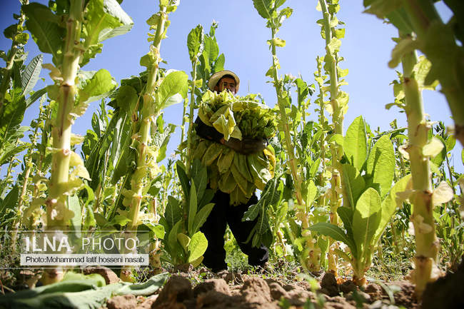  برداشت توتون در دشت های مریوان