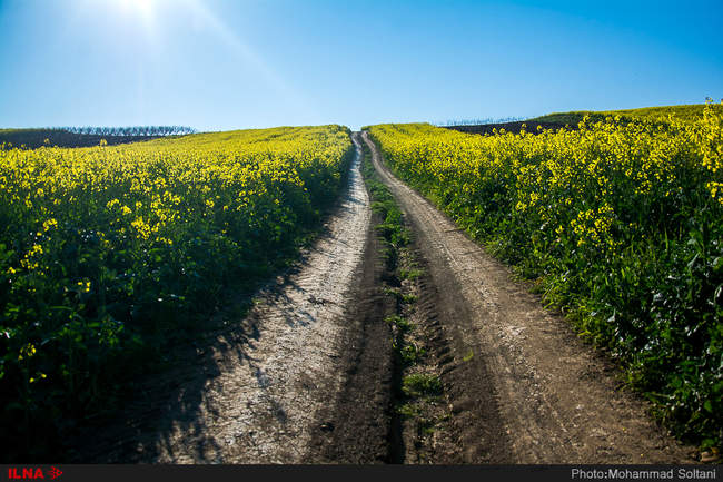مزارع دانه روغنی 