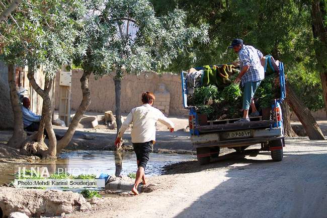 کشت و کار در بیشه ناژوان اصفهان